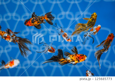 金魚 125685773