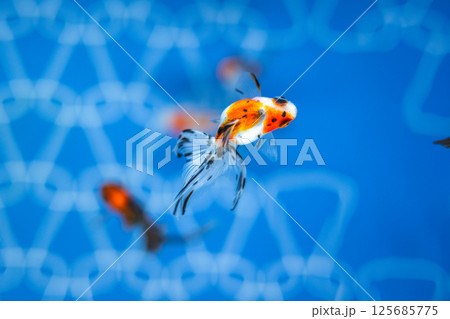 金魚 金魚 125685775