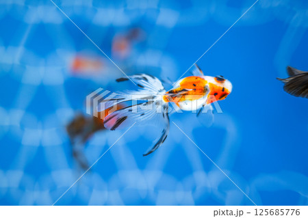 金魚 125685776