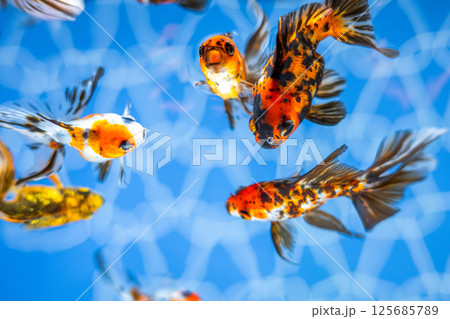 金魚 金魚 125685789