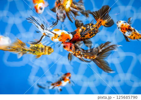 金魚 金魚 125685790