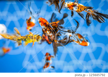 金魚 125685792