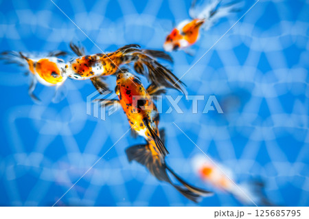 金魚 125685795