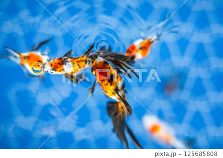 金魚 金魚 125685808