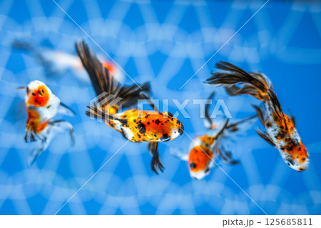 金魚 125685811