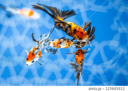 金魚 125685812