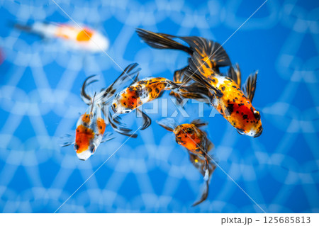 金魚 125685813