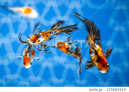 金魚 125685814