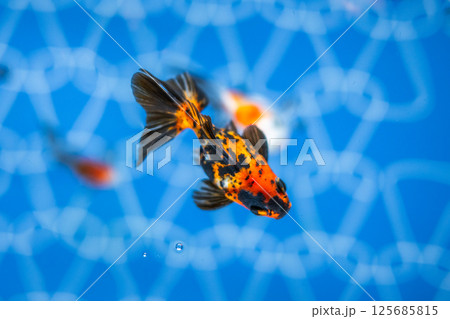金魚 125685815