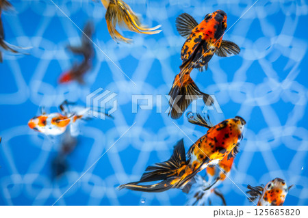 金魚 金魚 125685820