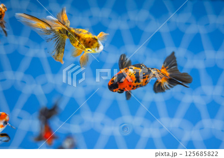 金魚 金魚 125685822