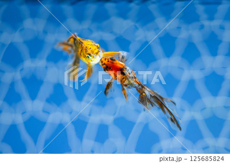 金魚 125685824