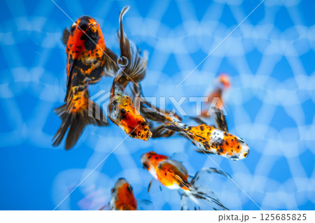 金魚 金魚 125685825