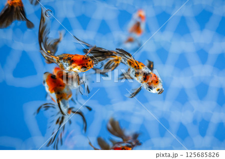 金魚 125685826