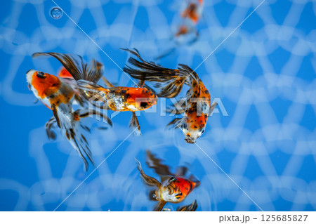 金魚 125685827