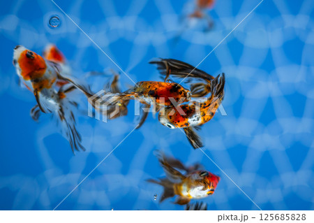 金魚 金魚 125685828
