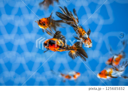 金魚 125685832