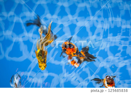 金魚 125685838