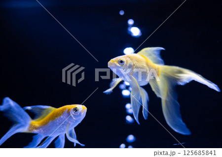 金魚 125685841