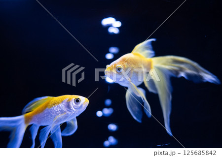 金魚 125685842