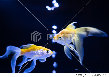 金魚 金魚 125685843