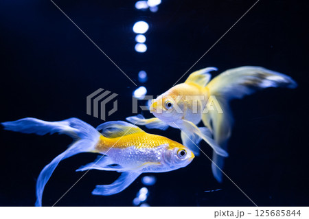 金魚 125685844