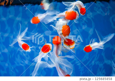 金魚 金魚 125685858