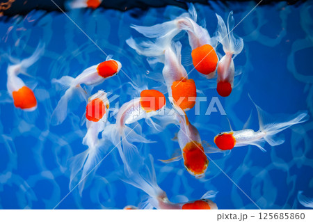 金魚 金魚 125685860