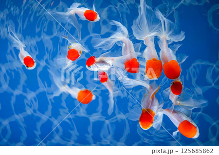 金魚 金魚 125685862