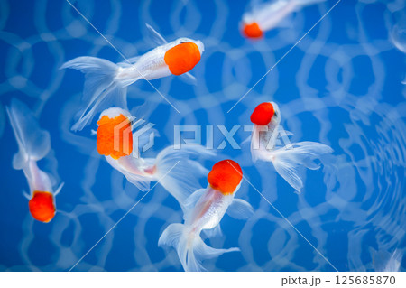 金魚 金魚 125685870