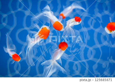 金魚 金魚 125685871