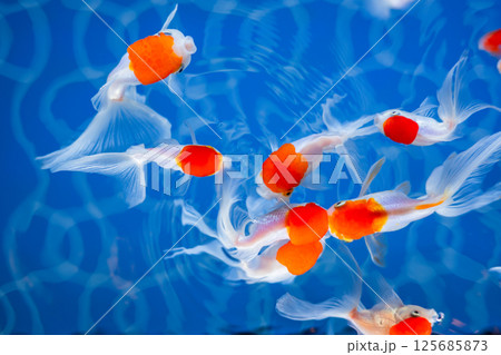金魚 125685873