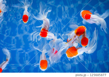 金魚 125685877