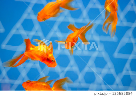 金魚 125685884