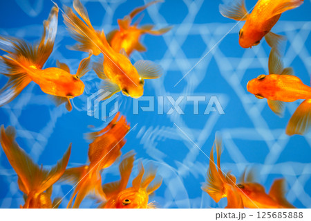 金魚 125685888
