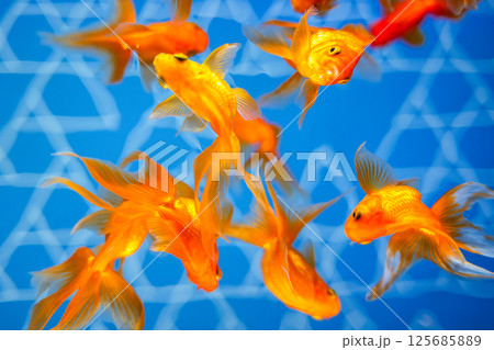 金魚 125685889