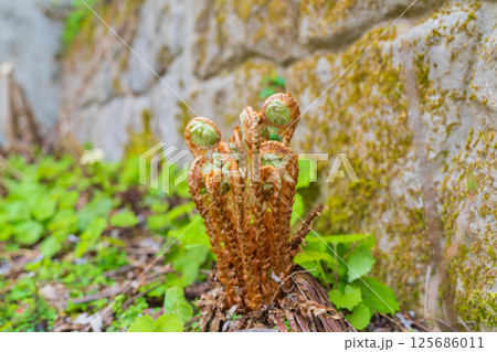 春に発芽するゼンマイ 春に発芽するゼンマイ 125686011