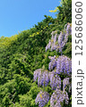 新緑に映える藤の花と青空の風景 125686060
