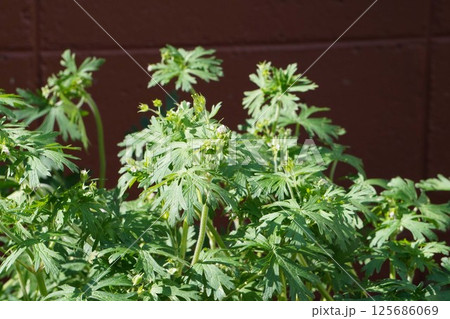 アメリカフウロ アメリカフウロ 125686069