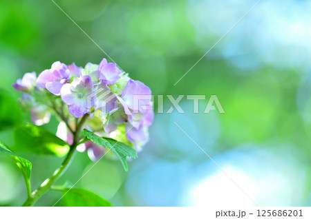 近所のあじさい 125686201