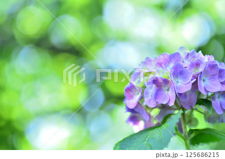 近所のあじさい 125686215