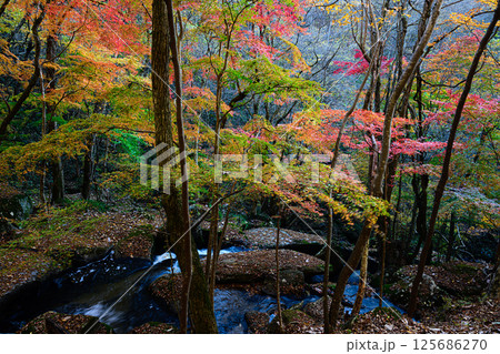 滝川渓谷と紅葉した森　秋の風景 125686270