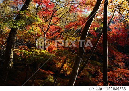紅葉した森 秋の風景 滝川渓谷 紅葉した森 秋の風景 滝川渓谷 125686288