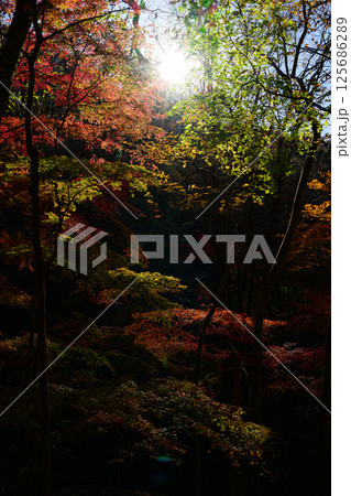 紅葉した森 秋の風景 滝川渓谷 紅葉した森 秋の風景 滝川渓谷 125686289