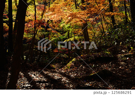 紅葉した森　秋の風景　滝川渓谷 125686291