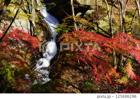 秋の滝川渓谷 銚子の口滝 秋の滝川渓谷 銚子の口滝 125686296