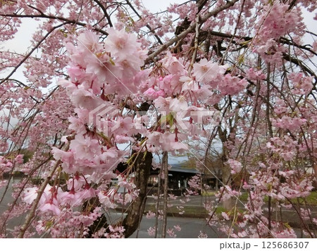 綺麗な桜 125686307