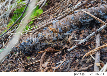 朽ちた木に生えるキノコ(カワラタケ) 朽ちた木に生えるキノコ(カワラタケ) 125686351