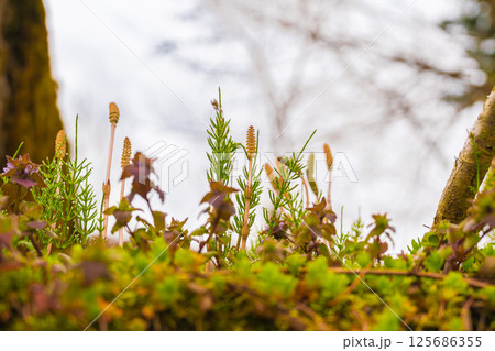 春に伸びるツクシとスギナ 125686355
