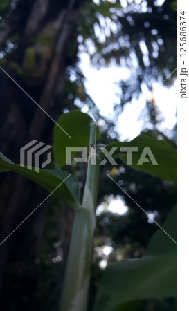 Weaver ants are still small on leaves. 125686374